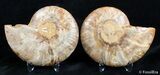Inch Polished Ammonite With Crystals #3025-2